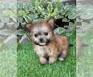 Morkie Puppy for sale in WINTER PARK, FL, USA
