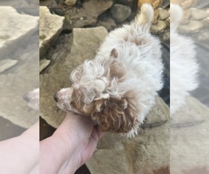 Poodle (Toy) Dogs for adoption in VENETA, OR, USA