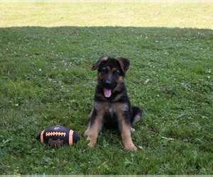 German Shepherd Dog Puppy for sale in MILLERSBURG, OH, USA