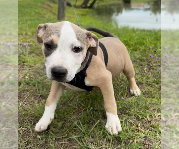 Medium Photo #5 Bulldog-Unknown Mix Puppy For Sale in Tarrytown, GA, USA