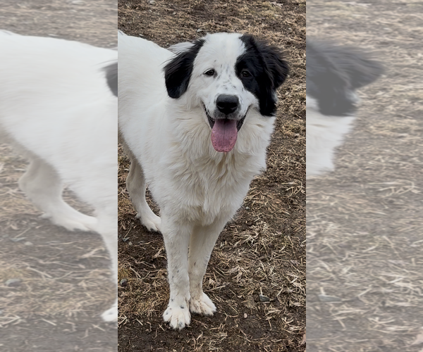 Medium Photo #3 Great Pyrenees Puppy For Sale in Thomasville, NC, USA