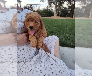 Medium Goldendoodle (Miniature)