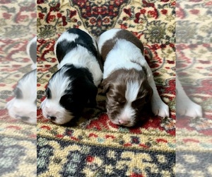 English Springer Spaniel Puppy for Sale in GLENVIEW, Illinois USA