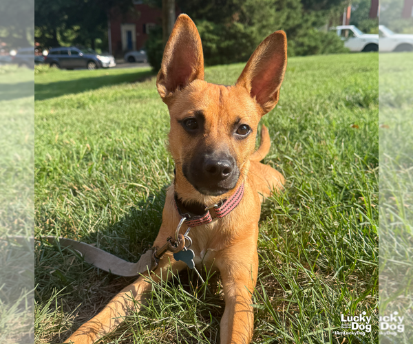 Medium Photo #19 Mutt Puppy For Sale in Washington, DC, USA