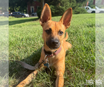Small #18 Mutt