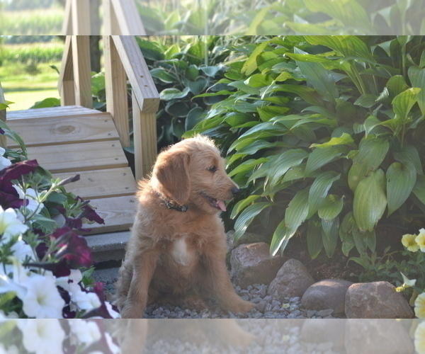 Medium Photo #4 Labradoodle Puppy For Sale in GREENWOOD, WI, USA