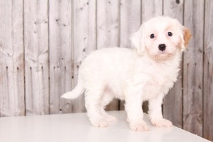 Cavachon Puppy for sale in MOUNT VERNON, OH, USA