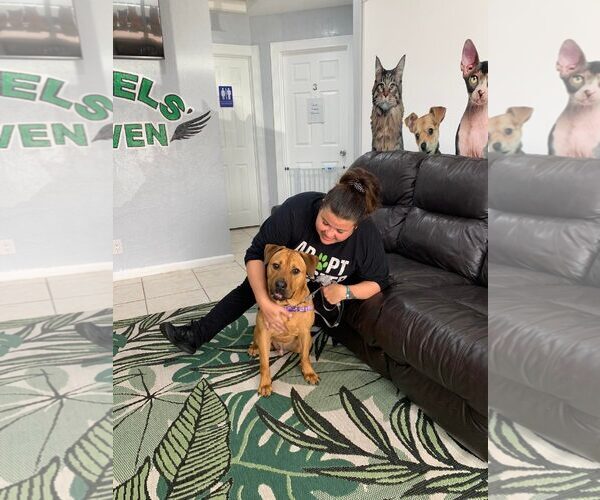 Medium Photo #29 Labrador Retriever-Unknown Mix Puppy For Sale in Pompano Beach , FL, USA