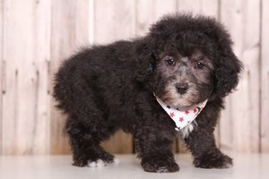 Poochon Puppy for sale in MOUNT VERNON, OH, USA