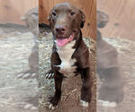 Winston *Help! I need a foster home by Oct 1!* - Male Labrador Retriever-Unknown Mix Dog for Adoption - Small photo