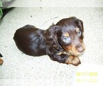 Small #1 Dachshund