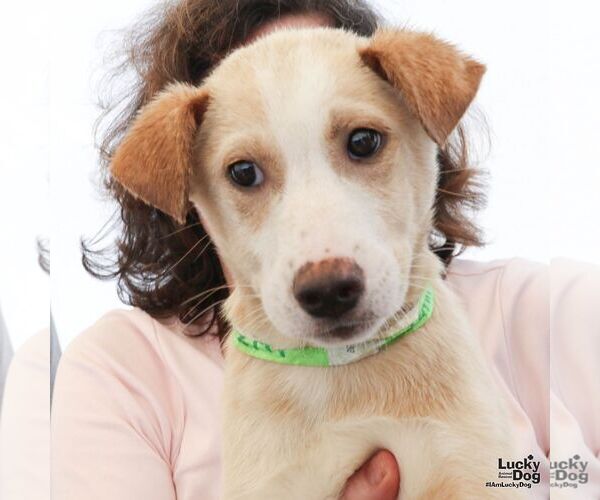 Medium Photo #3 Australian Shepherd-Unknown Mix Puppy For Sale in Washington, DC, USA