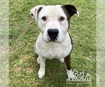 Small #1 American Pit Bull Terrier