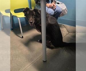 Borador Dogs for adoption in Houston, TX, USA