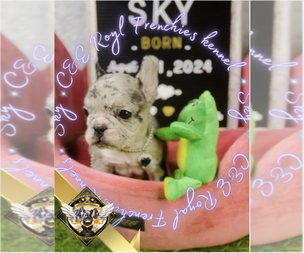 Medium Photo #15 French Bulldog Puppy For Sale in CHARLESTON, SC, USA