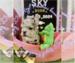 Small Photo #15 French Bulldog Puppy For Sale in CHARLESTON, SC, USA
