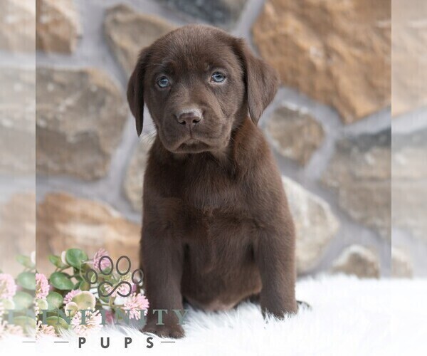 Medium Photo #4 Labrador Retriever Puppy For Sale in MIFFLINTOWN, PA, USA