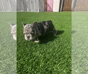 French Bulldog Puppy for sale in SAN DIEGO, CA, USA