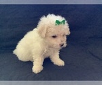 Small Photo #7 Maltipoo Puppy For Sale in HIGH POINT, NC, USA
