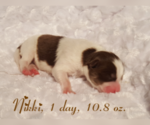 Small Photo #39 Pomsky Puppy For Sale in RAMONA, CA, USA
