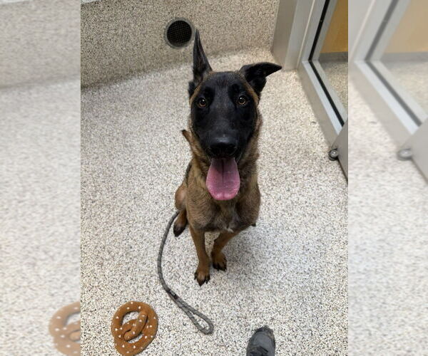 Medium Photo #1 Mutt Puppy For Sale in Imlay City, MI, USA