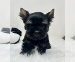 Small #12 Yorkshire Terrier
