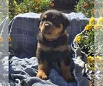 Nora - Female Rottweiler Puppy for Sale - Photo #2