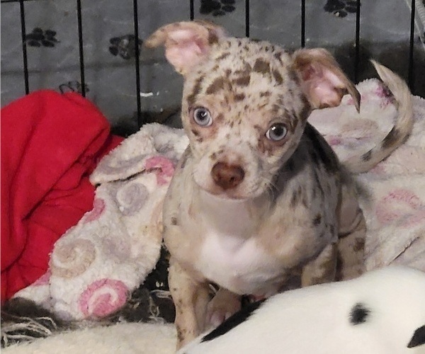 Medium Photo #2 Chihuahua Puppy For Sale in BLUE RIVER, WI, USA