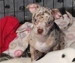 Small #1 Chihuahua