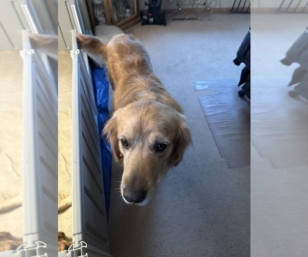 Medium Photo #1 Golden Retriever Puppy For Sale in AUSTIN, MN, USA