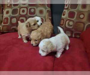 Maltipoo Puppy for sale in INGLEWOOD, CA, USA