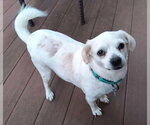 Small #9 Pug Mix