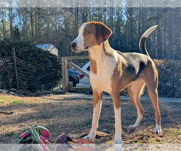 Medium Photo #2 Mutt Puppy For Sale in Roxboro, NC, USA