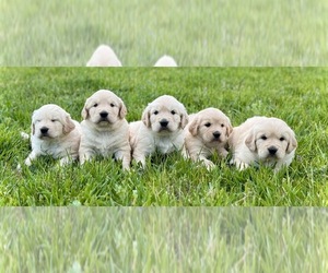 English Cream Golden Retriever Puppy for sale in COLORADO SPRINGS, CO, USA