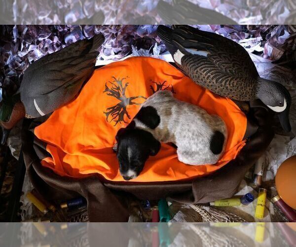 Medium Photo #83 German Shorthaired Pointer Puppy For Sale in EVANSVILLE, WY, USA