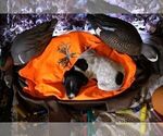 Small Photo #83 German Shorthaired Pointer Puppy For Sale in EVANSVILLE, WY, USA