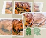 Small #5 American Staffordshire Terrier-German Shepherd Dog Mix