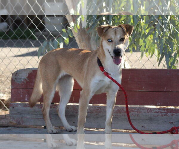 Medium Photo #4 Labrador Retriever-Unknown Mix Puppy For Sale in El Centro, CA, USA