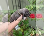 Small Photo #12 Great Dane Puppy For Sale in GREENVILLE, NC, USA