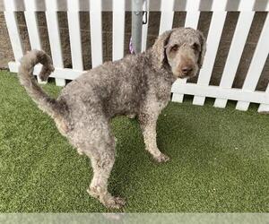 Poodle (Standard)-Unknown Mix Dogs for adoption in Modesto, CA, USA