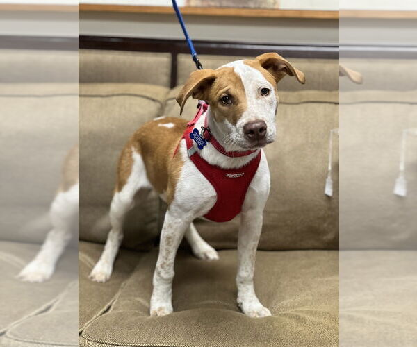 Medium Photo #6 Mutt Puppy For Sale in Mundelein, IL, USA