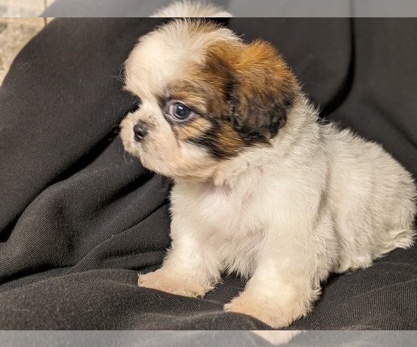 Medium Photo #3 Shih Tzu Puppy For Sale in CLYDE, NC, USA