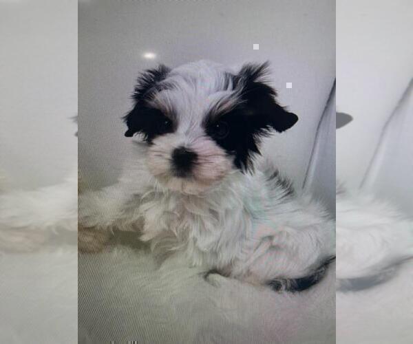 Medium Photo #9 Yorkshire Terrier Puppy For Sale in DALLAS, TX, USA