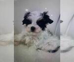 Small #8 Yorkshire Terrier