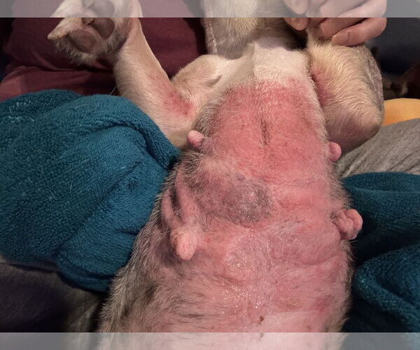 Medium Photo #3 French Bulldog Puppy For Sale in Sanford, FL, USA