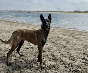 Mother of the Belgian Malinois puppies born on 12/25/2022