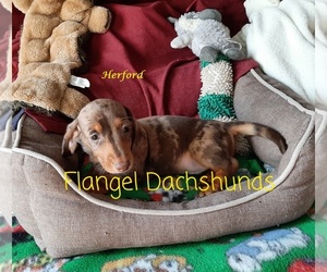 Dachshund Puppy for sale in CUTLER BAY, FL, USA