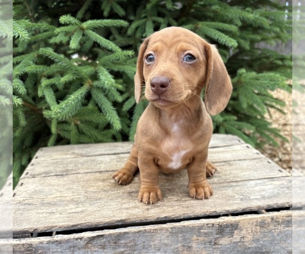 Medium Photo #3 Dachshund Puppy For Sale in MIDDLEBURY, IN, USA