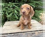 Small #2 Dachshund