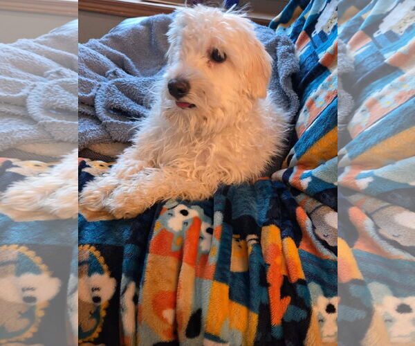 Medium Photo #2 Maltese-Unknown Mix Puppy For Sale in New London, WI, USA